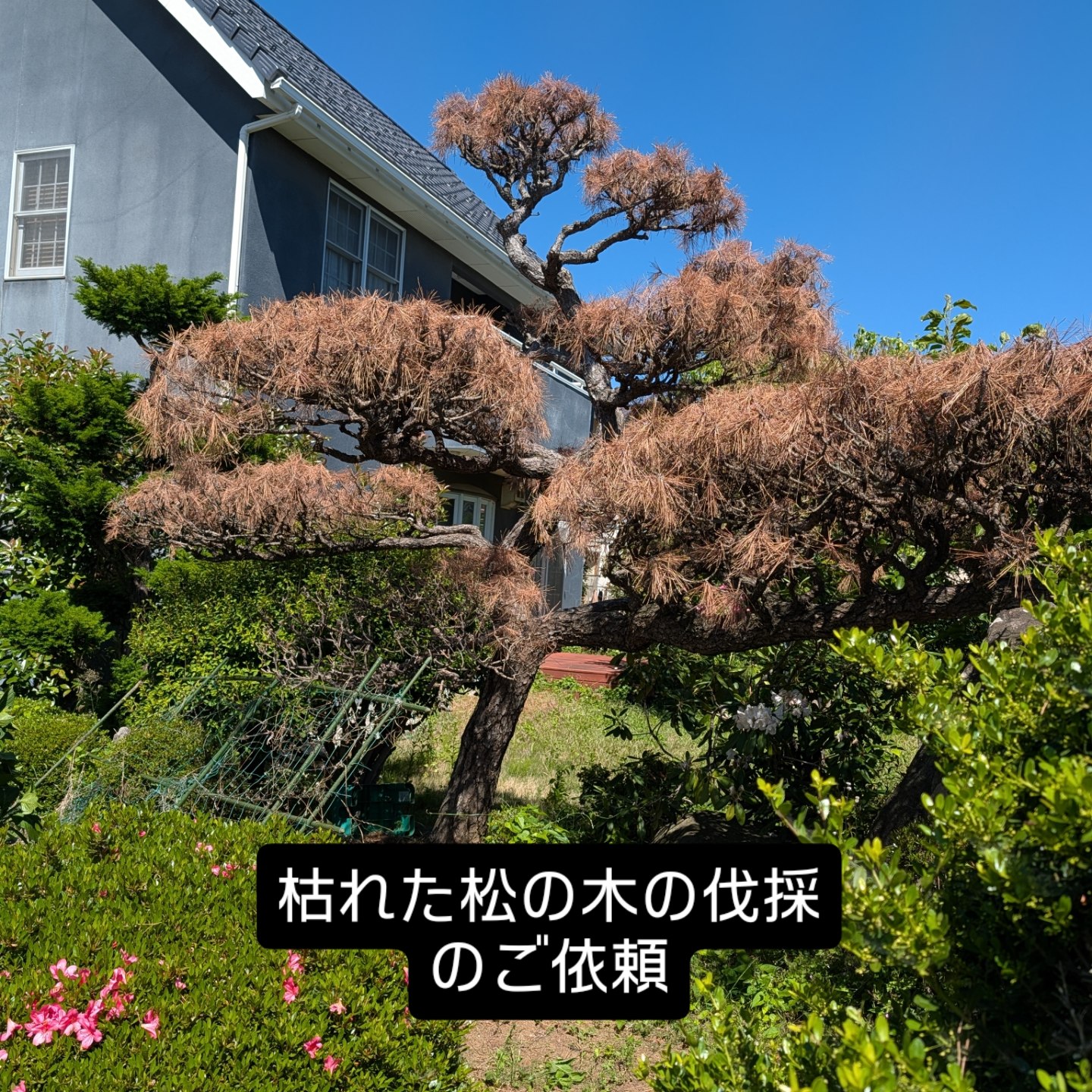 松の木伐採施工